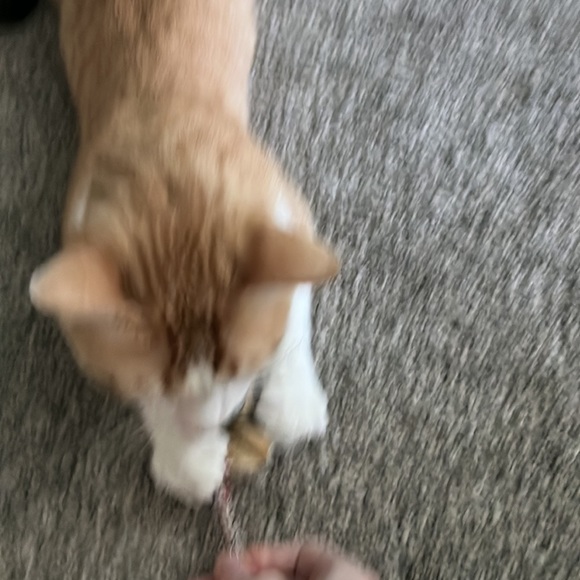 Toy cat - Picture 3 of 3